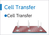 Cell Transfer